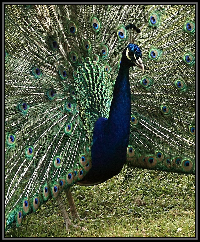 Pfau Ausschnitt seiner Schönheit