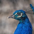 Pfau