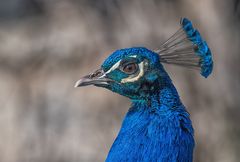 Pfau