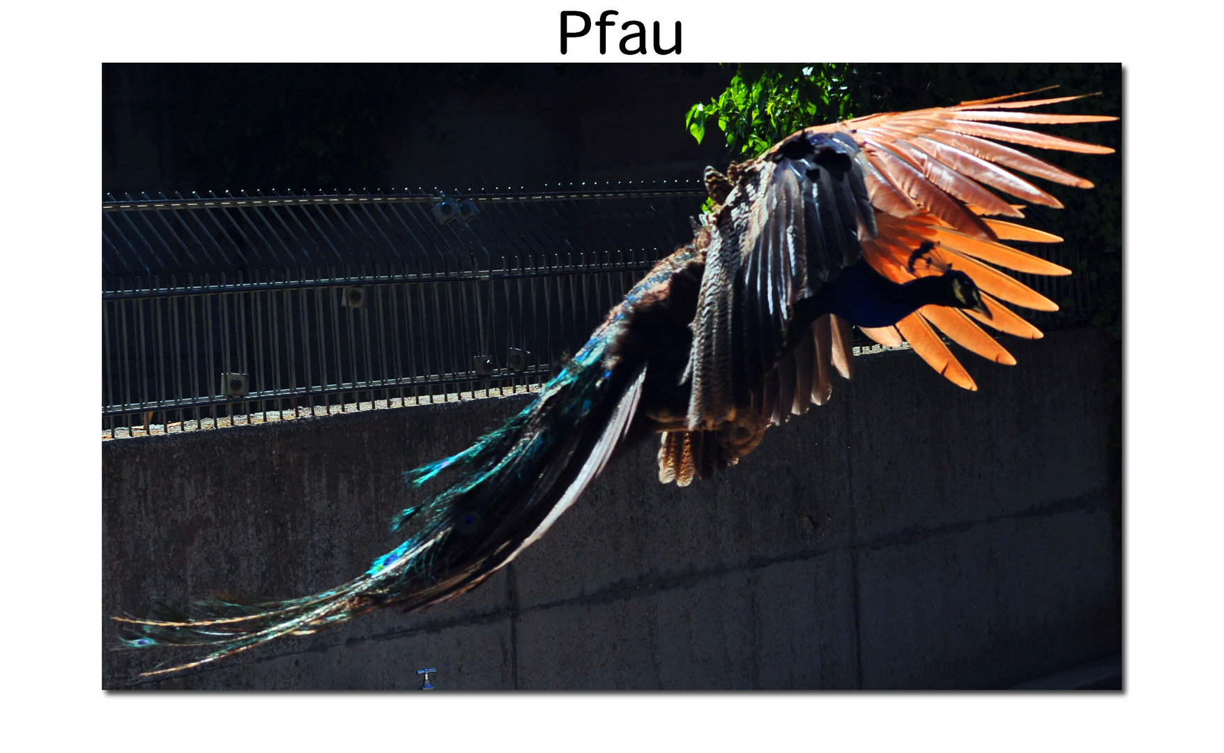 Pfau