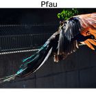 Pfau