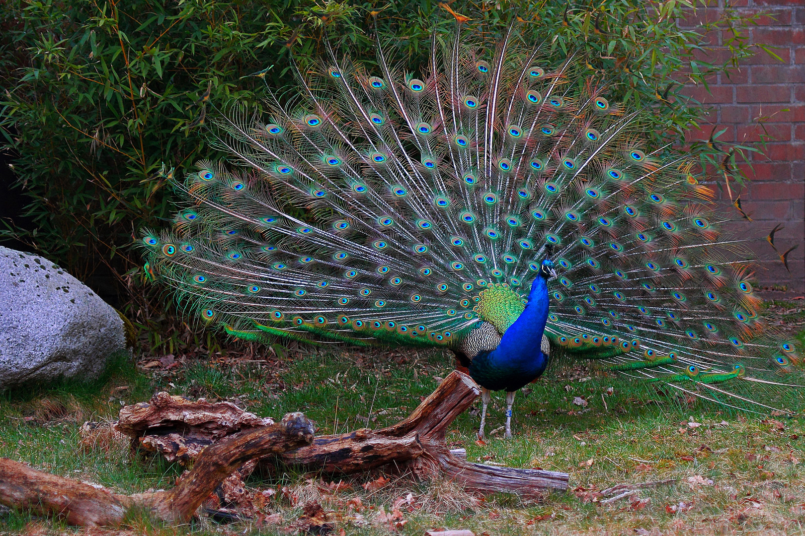 Pfau