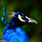 pfau