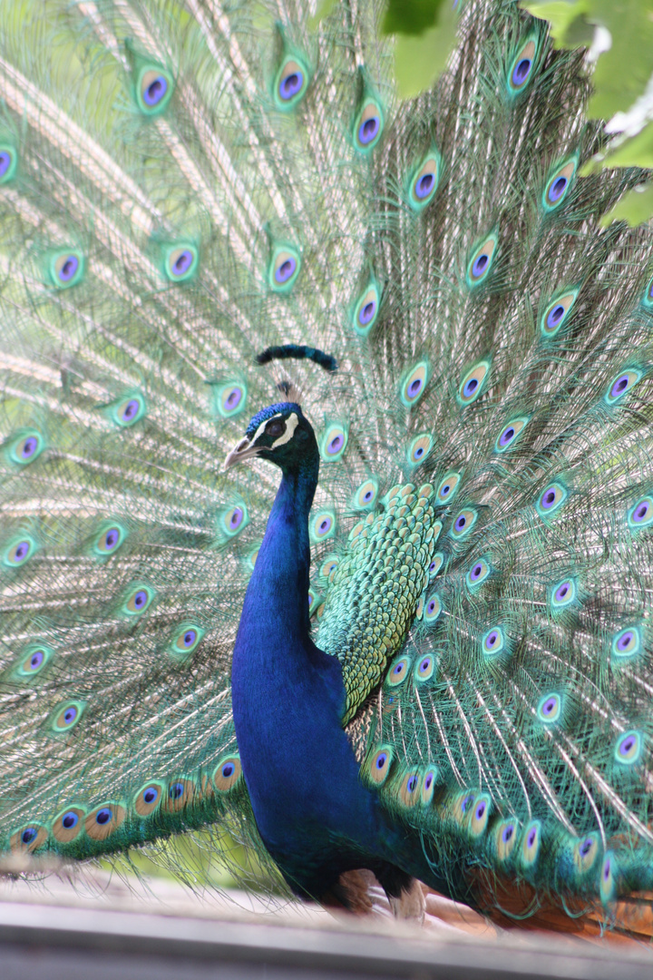 Pfau