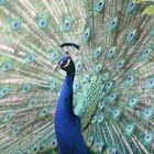 Pfau