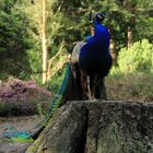 Pfau