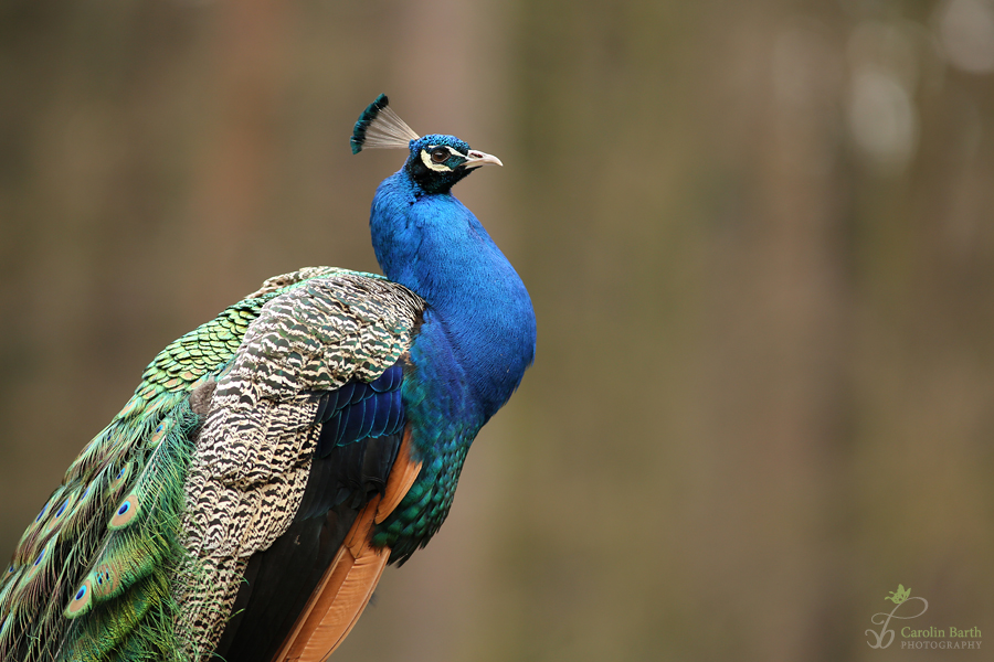 Pfau