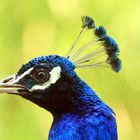 Pfau