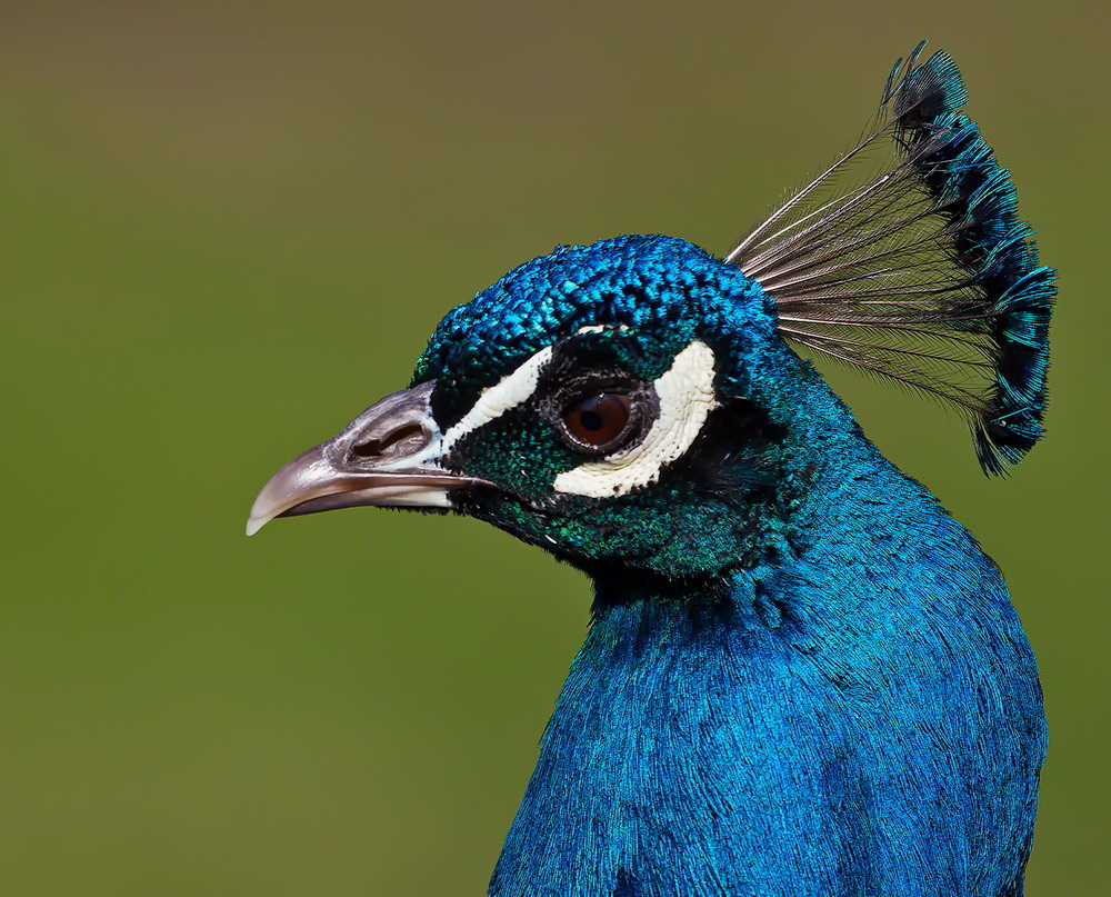 Pfau