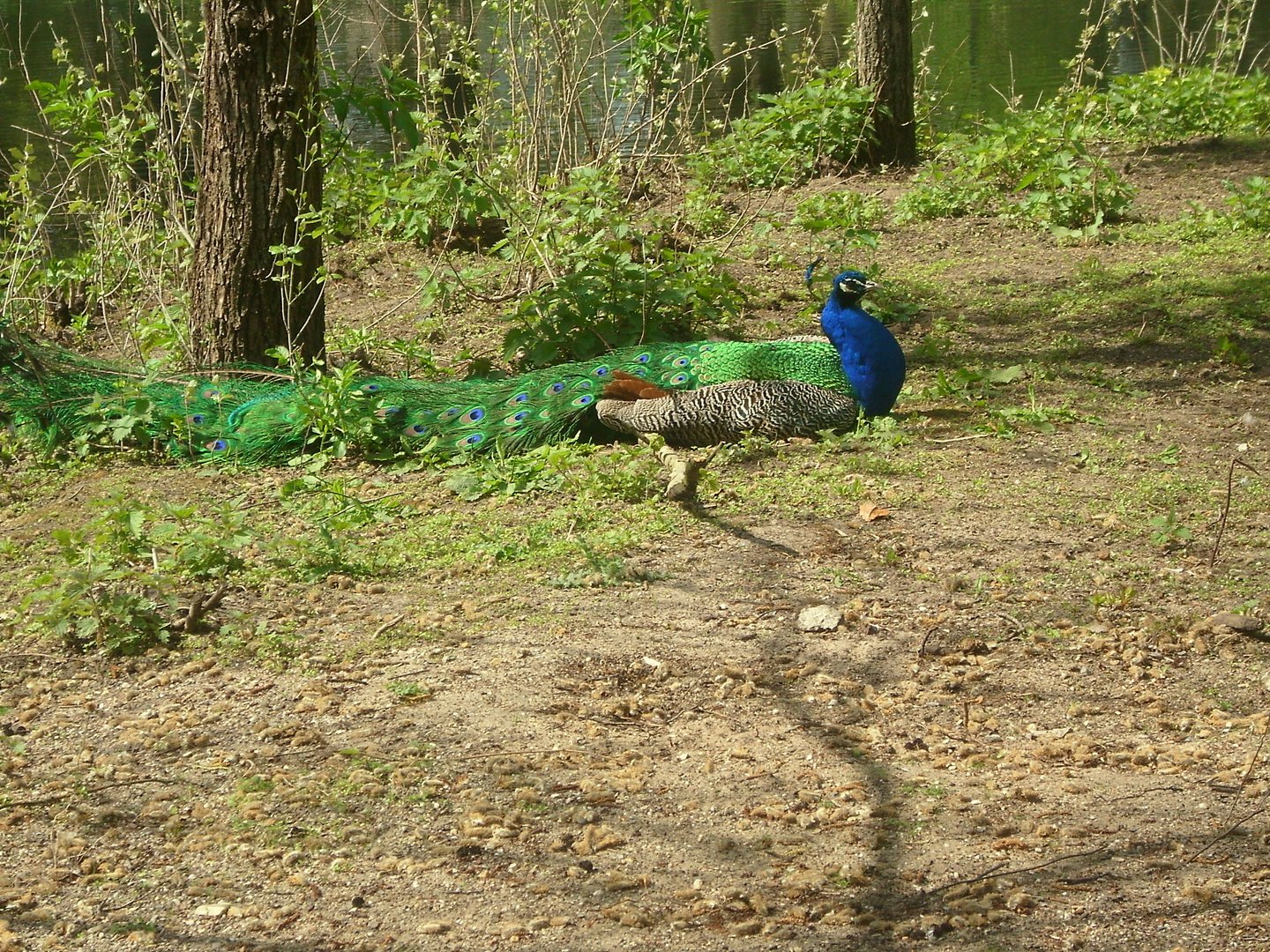 pfau