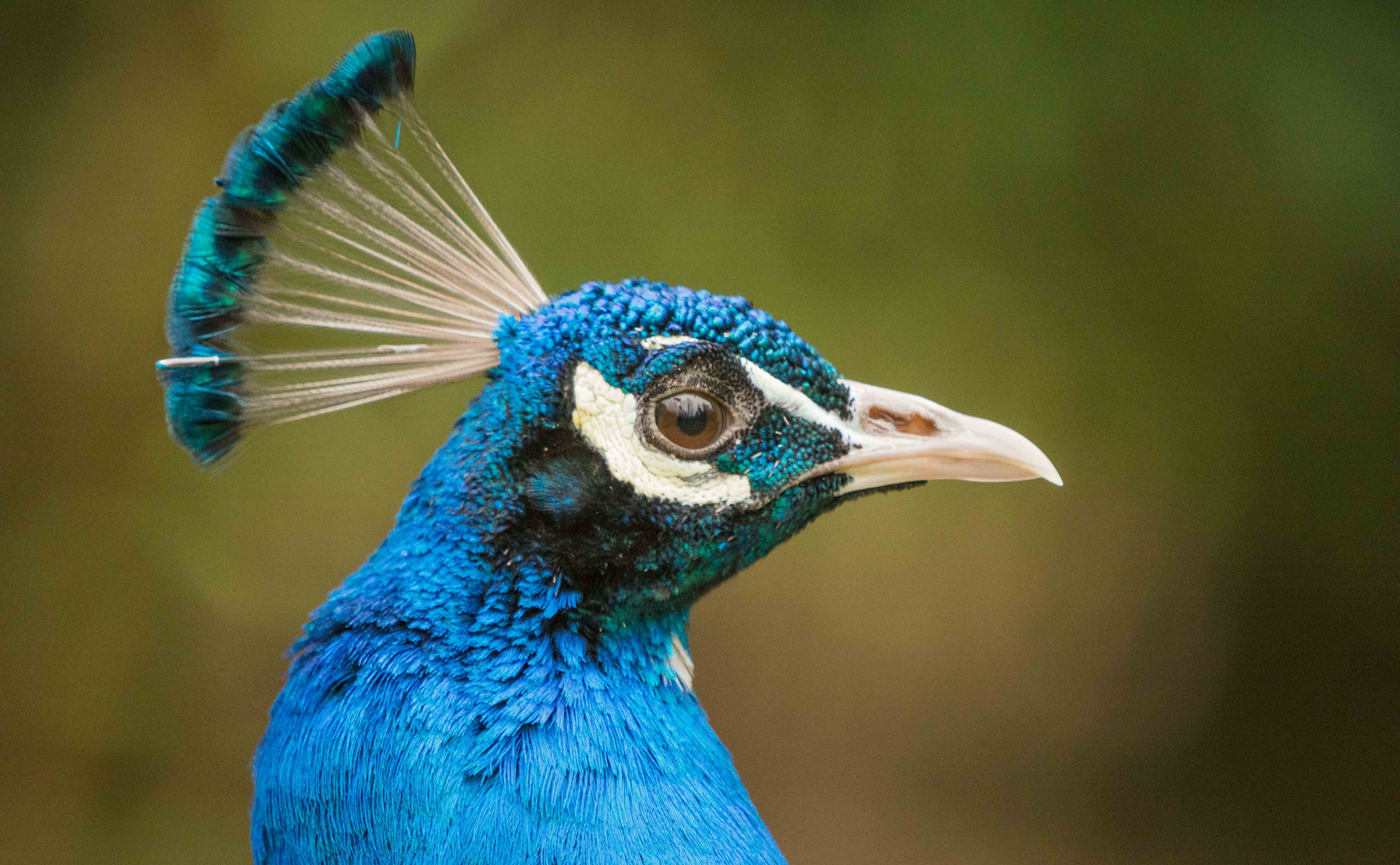 Pfau