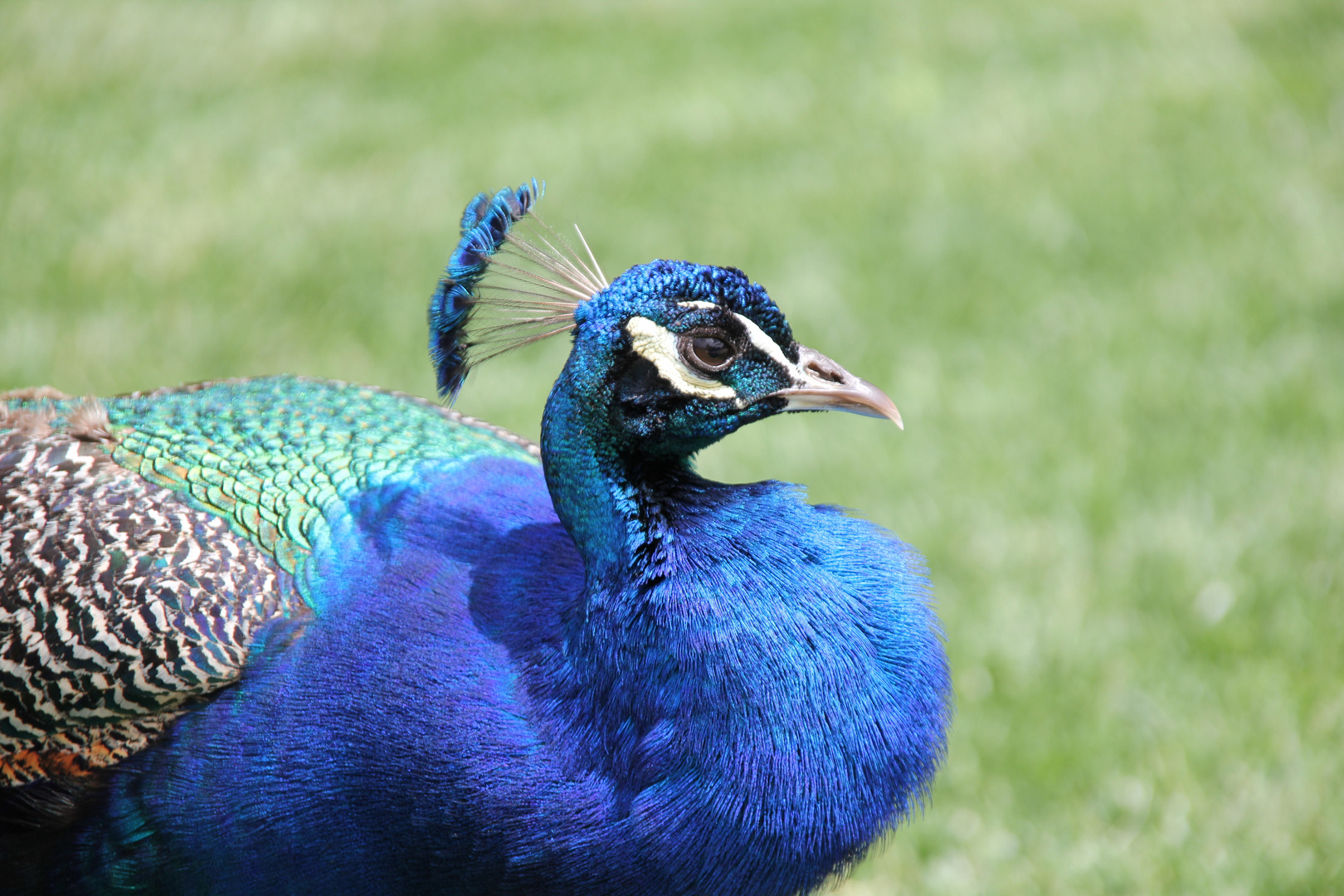 Pfau