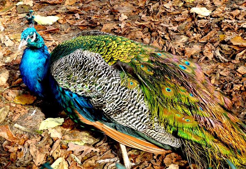 Pfau...