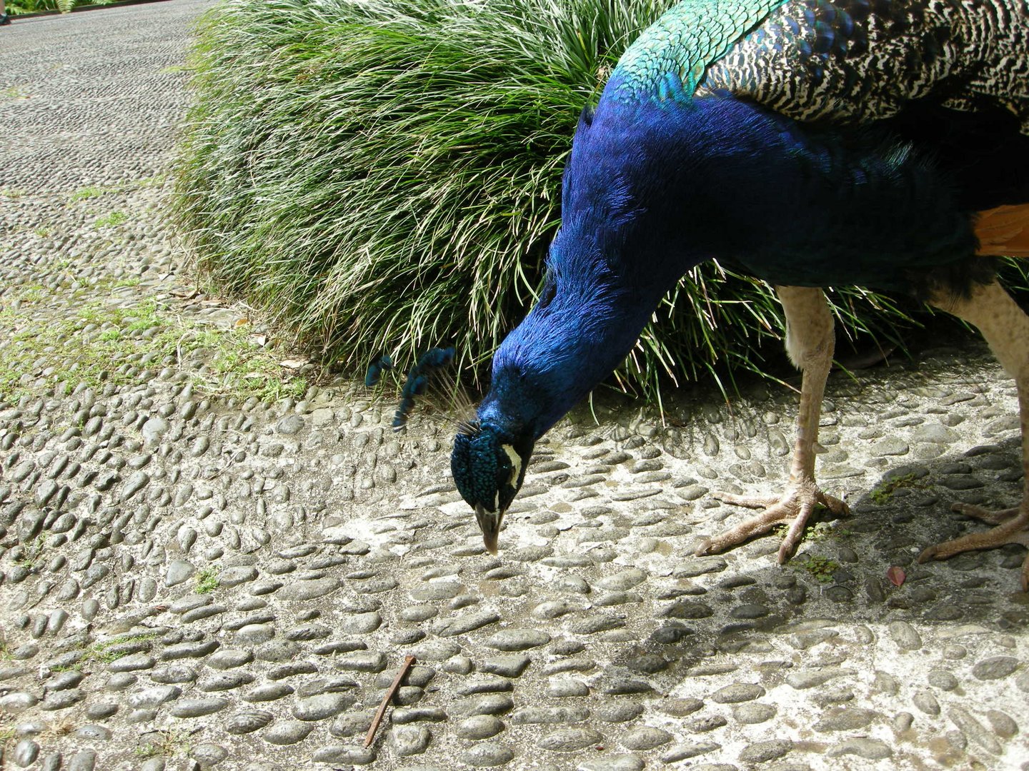 Pfau