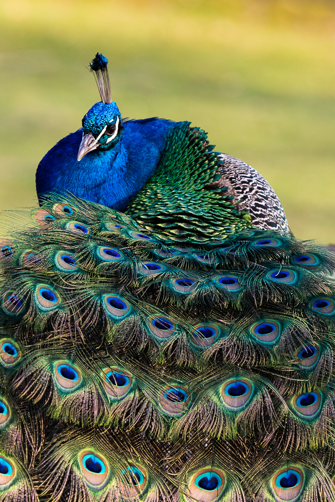 Pfau