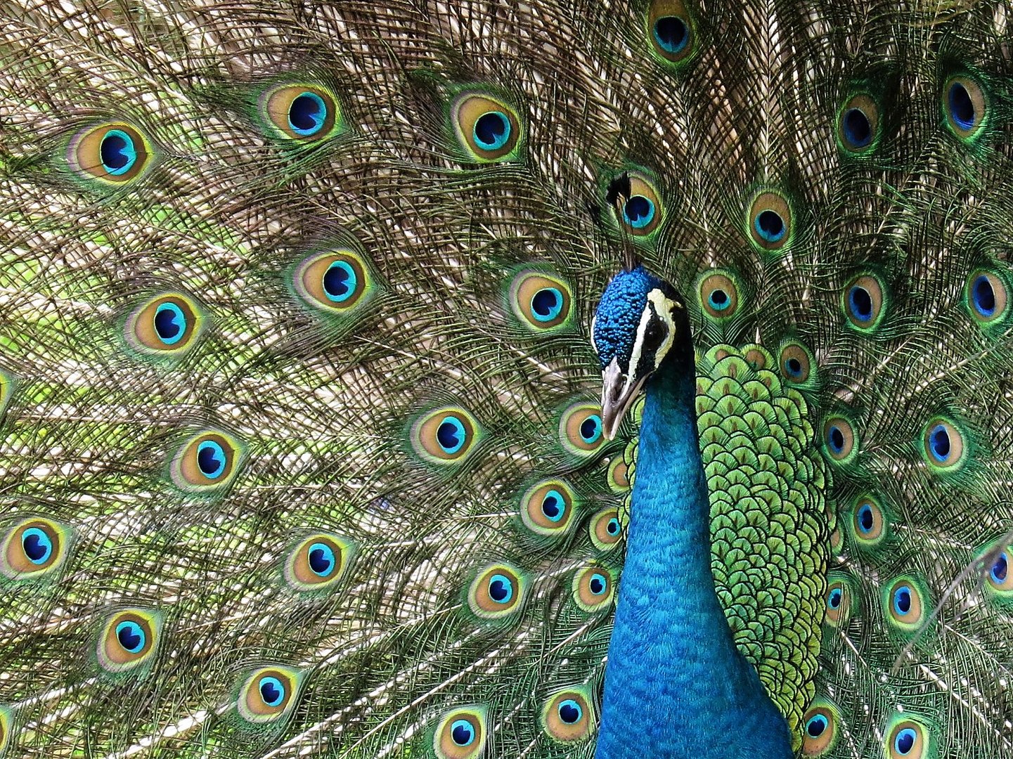 Pfau