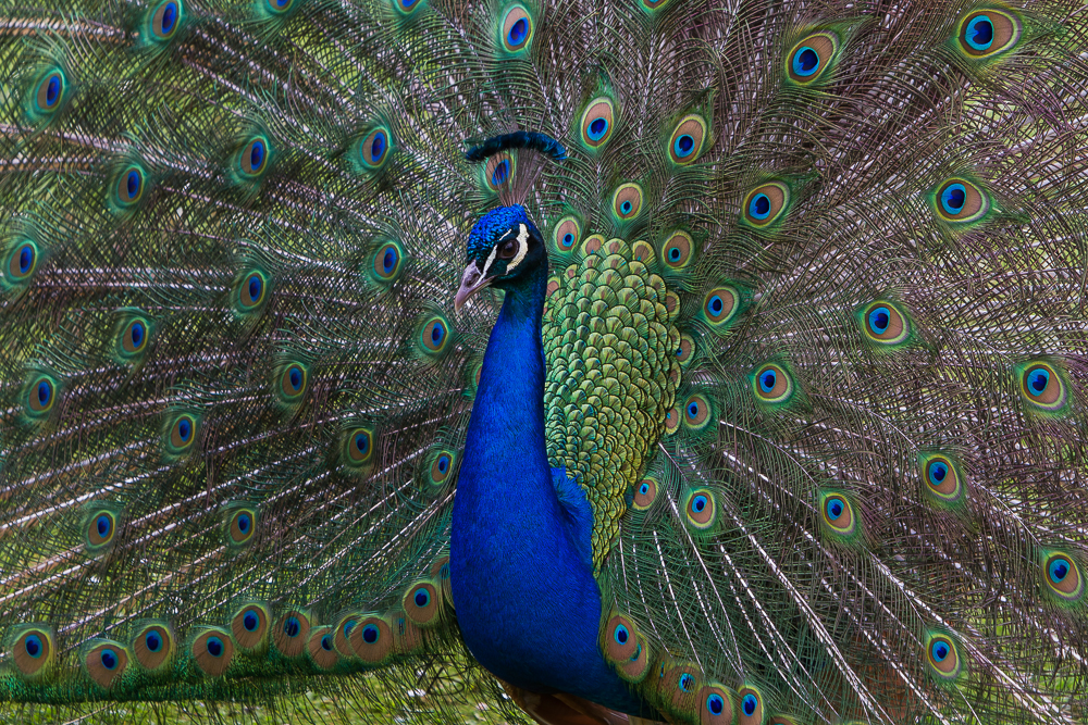 Pfau