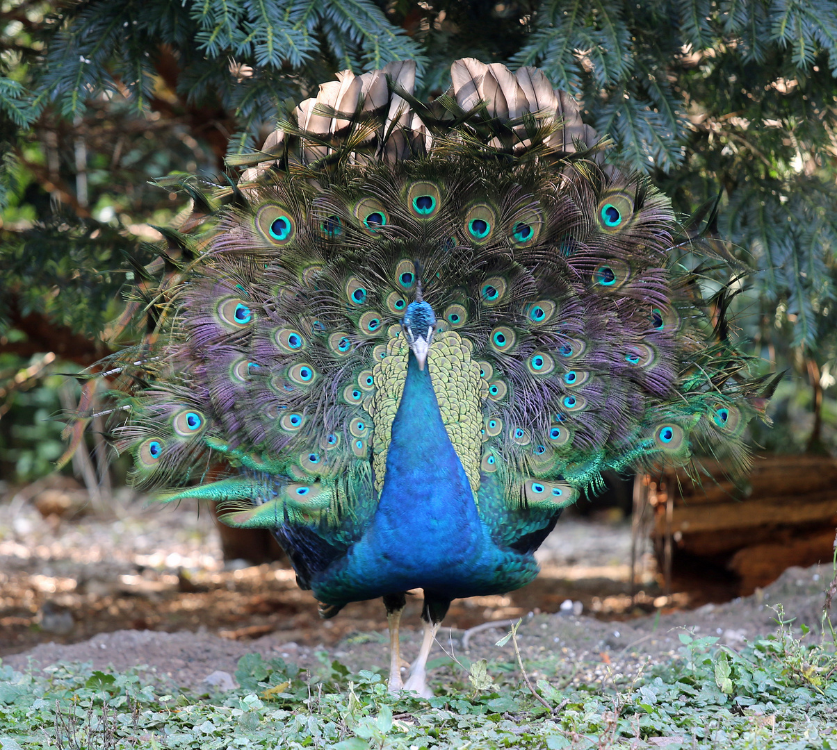 Pfau, balzender Pfauenhahn,