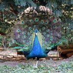 Pfau, balzender Pfauenhahn,