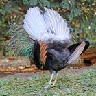 Pfau, balzender Pfauenhahn, Rückseite