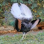 Pfau, balzender Pfauenhahn, Rückseite