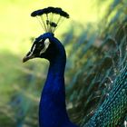 Pfau