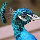 Pfau