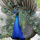 Pfau