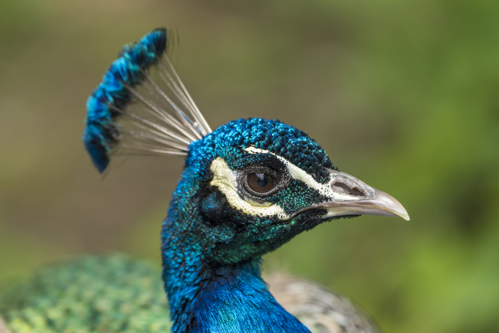 Pfau