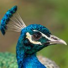 Pfau