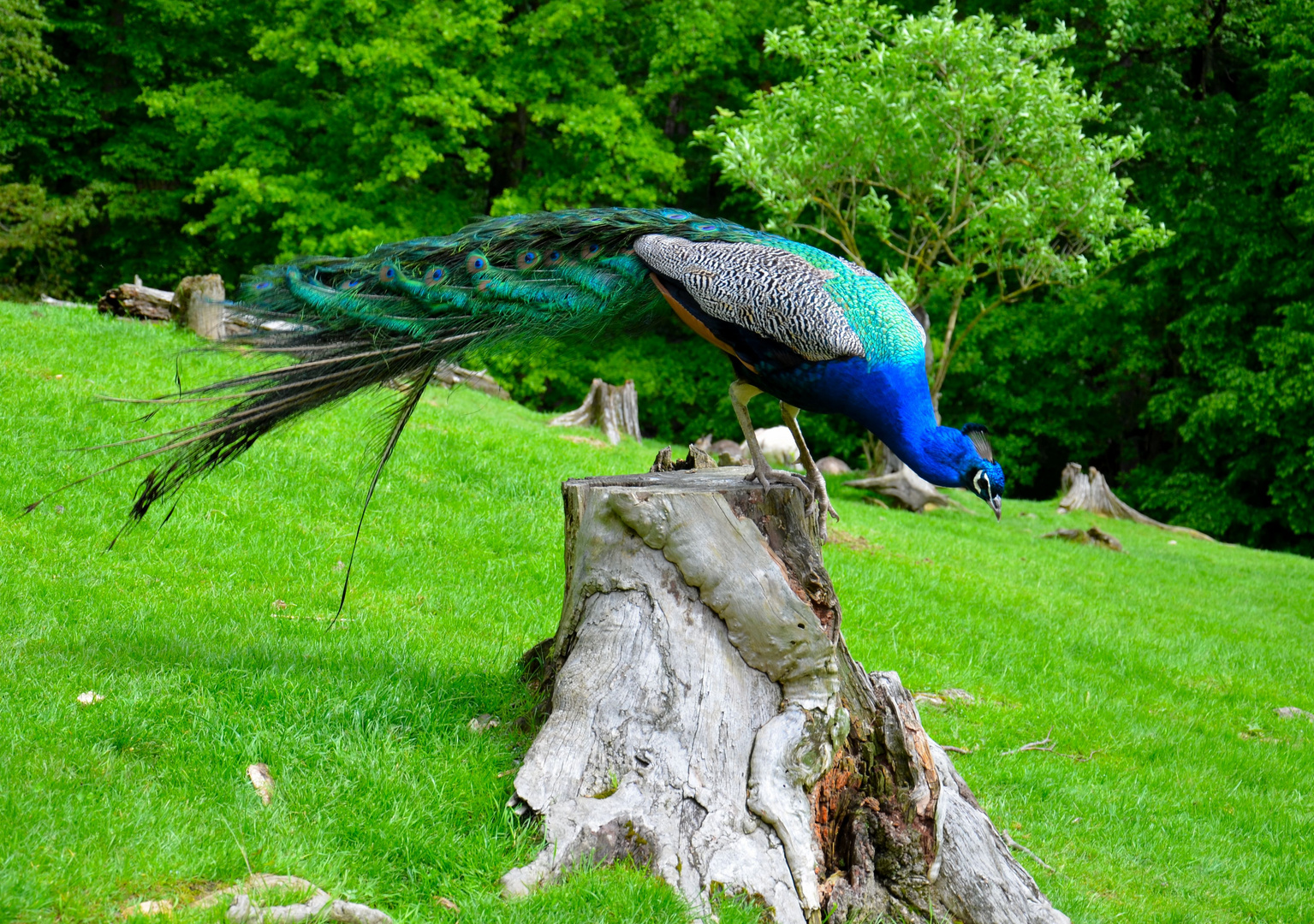 Pfau