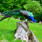 Pfau