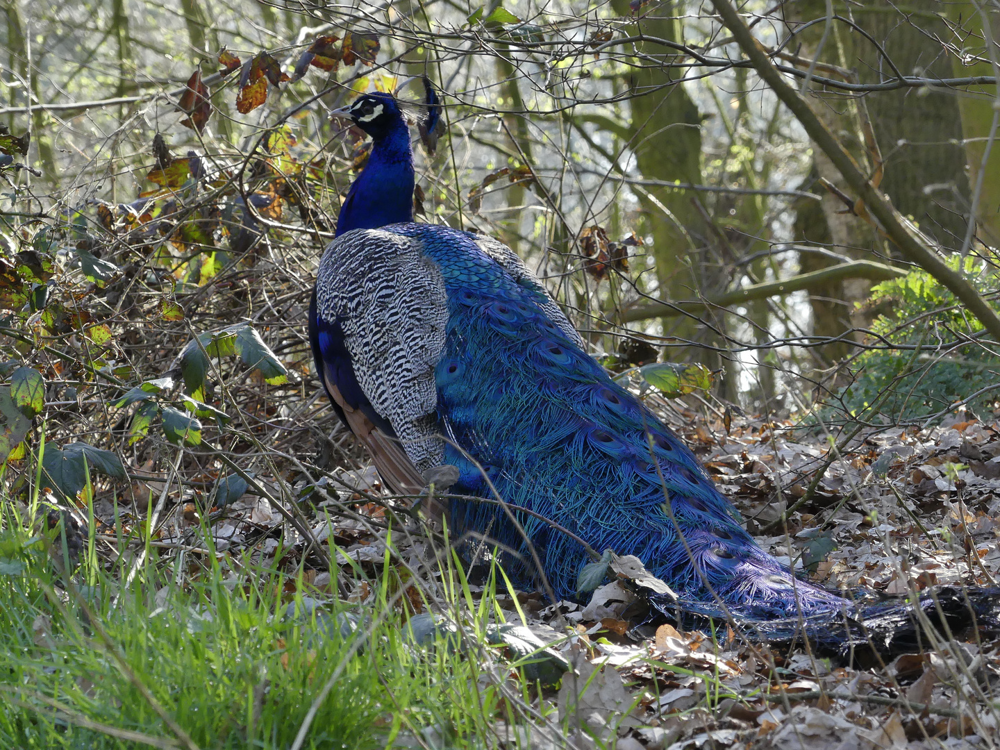 Pfau