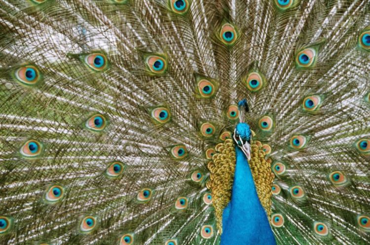 Pfau bei der Balz