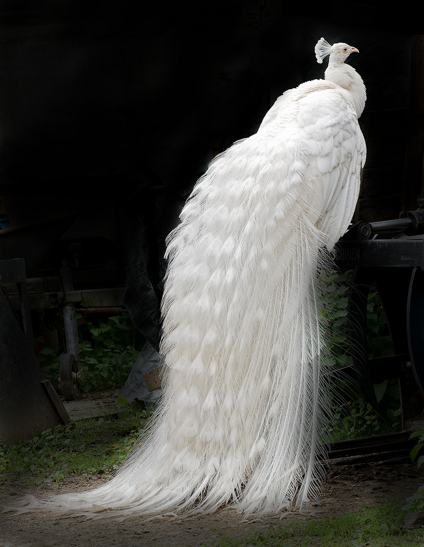 Pfau bei der Gammersbacher Mühle (2)