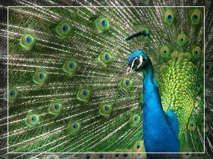 Pfau bei Schloss Eggenberg, Graz