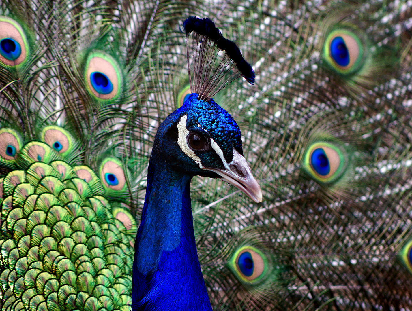 Pfau beim Damen entzücken (Rad schlagen)