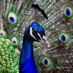 Pfau beim Damen entzücken (Rad schlagen)