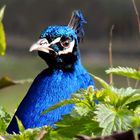 Pfau beim Nesthocken