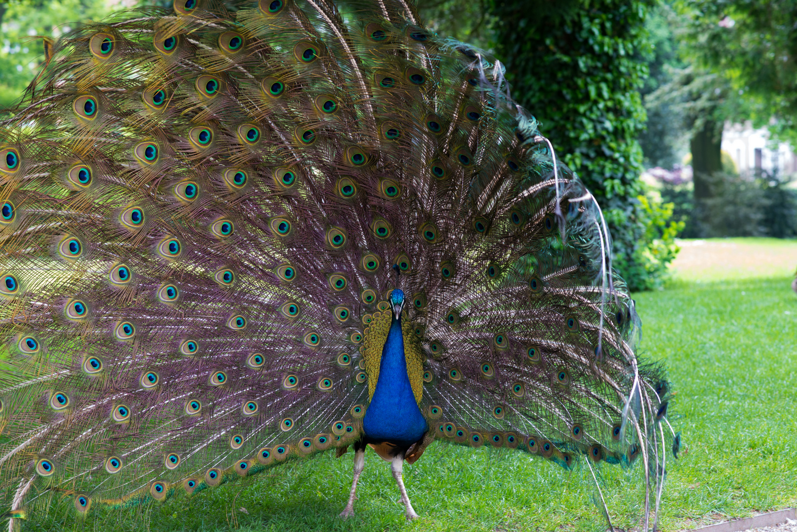 Pfau beim Radschlagen