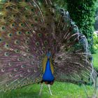 Pfau beim Radschlagen