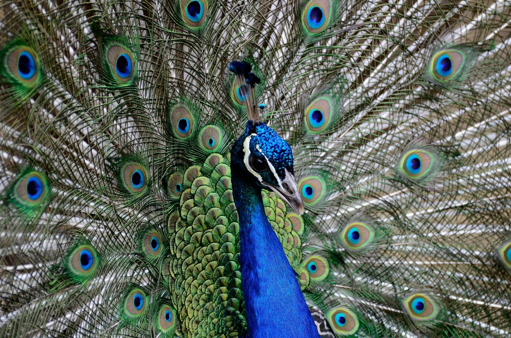 Pfau beim Radschlagen