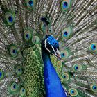 Pfau beim Radschlagen