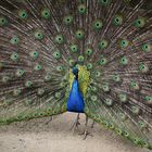 Pfau beim Schaulaufen