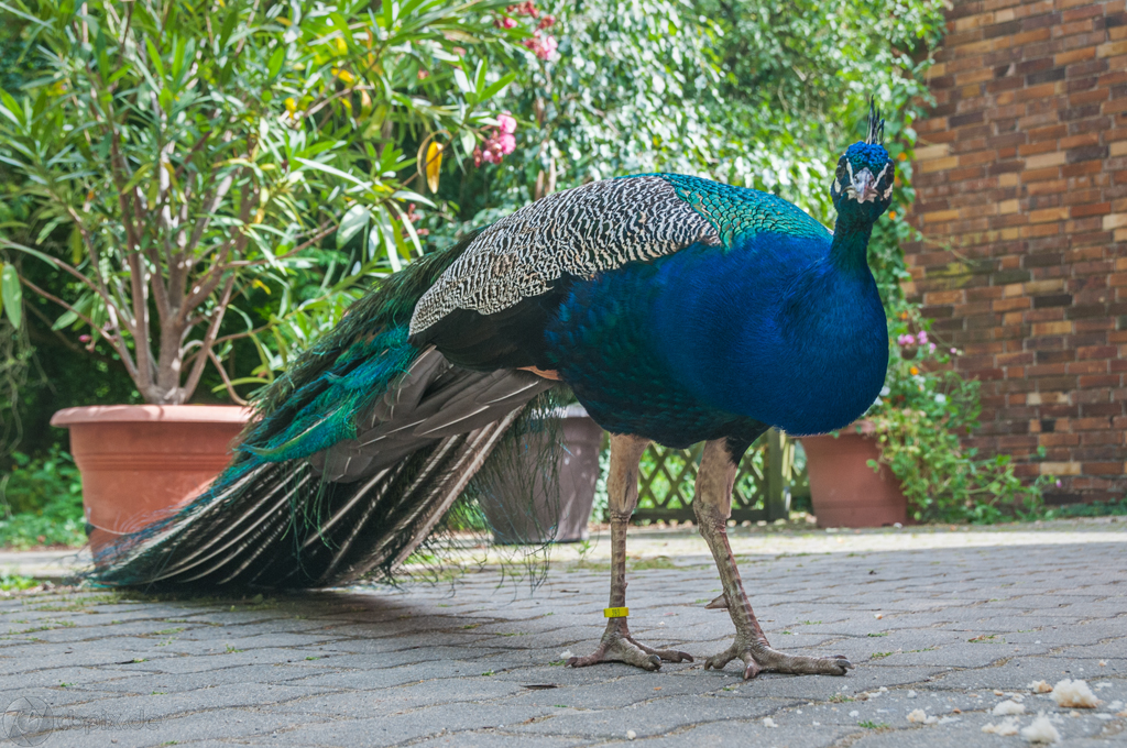 Pfau "beobachtet"