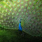 Pfau