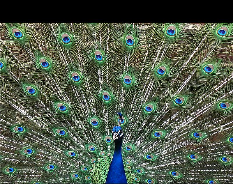 Pfau