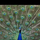 Pfau