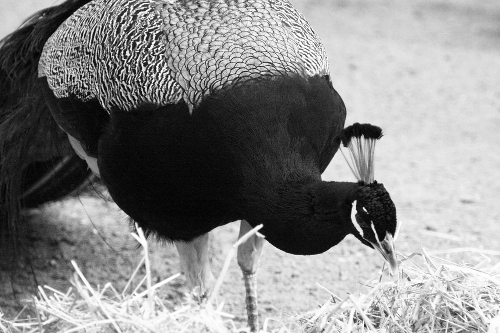 Pfau black and white