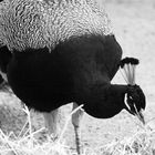 Pfau black and white